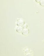 BEAUTY OF JOSEON CALMING SERUM: GREEN TEA + PANTHENOL 30ML - Imagen 2