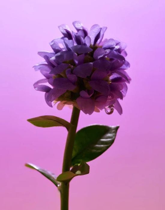 IMAGENES WEB - COSMÉTICOS 4 - 2026-02-24T173049.646