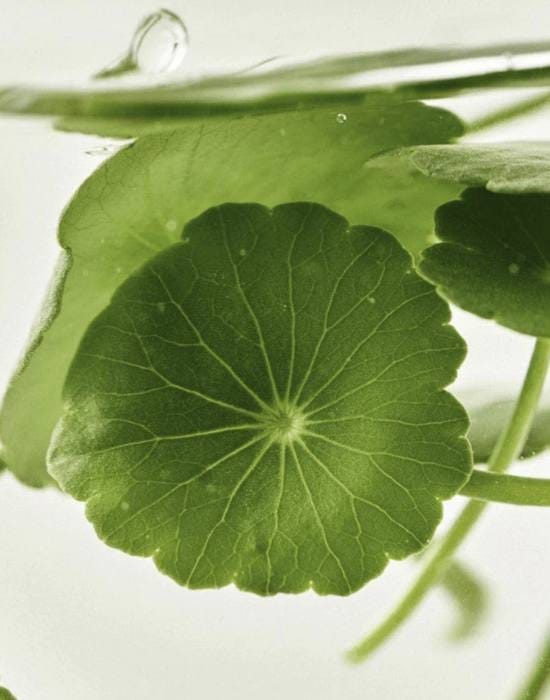 IMAGENES WEB - COSMÉTICOS 5 (2)