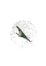 AROMATICA ROSEMARY SCALP SCALING SHAMPOO 100ml - Imagen 2